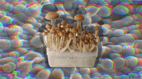 The Role of Sterility in Spore Extraction for Magic Mushroom Cultivation